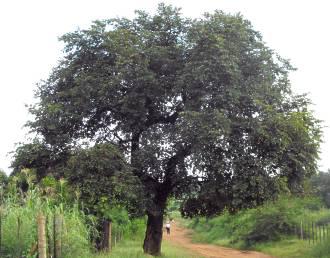 PiIiostigma thonningii tree