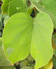 PiIiostigma thonningii leaves