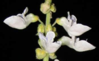 Coleus hadiensis, close up of flowers.