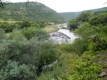 Habitat of Coleus hadiensis 