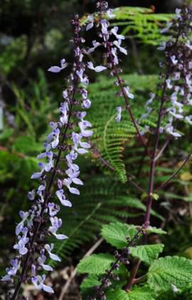 Coleus hadiensis 'Carnegie'