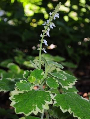 Coleus hadiensis 'Penge' with variegated leaves