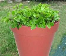 Plectranthus verticillatus pot plant