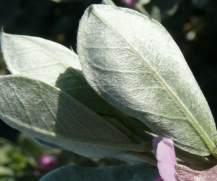 Lustre on leaves