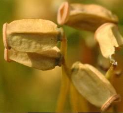 Polytrichum commune capsules © J. K. Lindsey