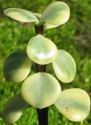 The 'foliis variegatus' form of P.afra