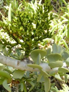 Viscum on P.armiana in conservatory at Kirstenbosch
