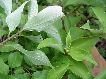 Leaves of Pouzolzia mixta