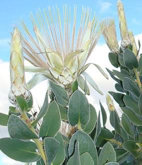 Protea aurea subsp. potbergensis 