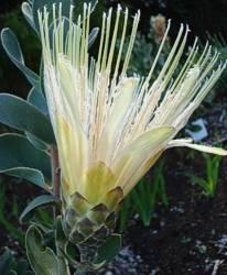 Protea aurea subsp. potbergensis flower head