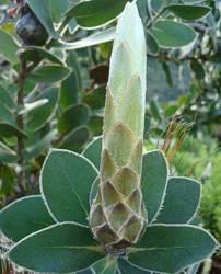 Protea aurea subsp. potbergensis flower bud