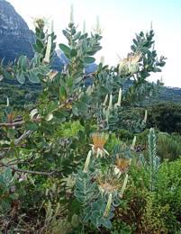 Protea aurea subsp. potbergensis growing at Kirstenbosch