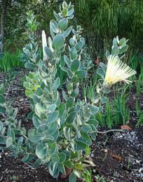 Protea aurea subsp. potbergensis young plant