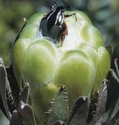 Protea beetle on  flowerhead