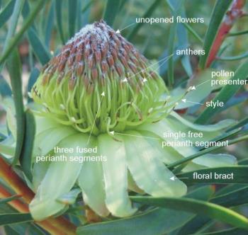 Flowerhead with flower parts marked