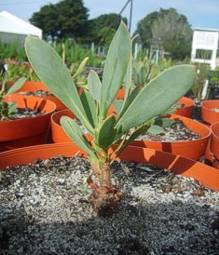 Potted Protea stokoei seedlings
