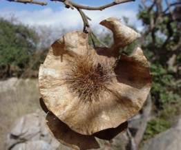 Seedpod Photo Geoff Nichols
