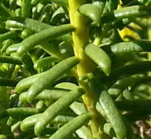 Close-up of leaves