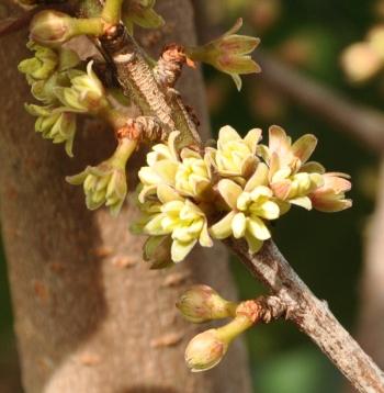Rapanea melanophloeos, flowers.