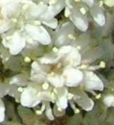 Close up of flowers