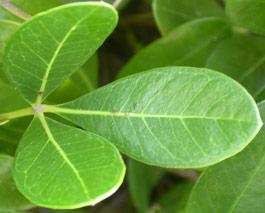 Rhoicissus digitata leaf