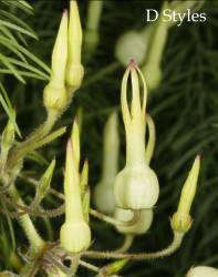 Riocreuxia torulosa