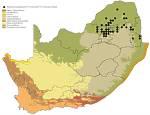 Distribution map of Rotheca louwalbertsii in southern Africa