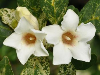 Rothmannia globosa flowers