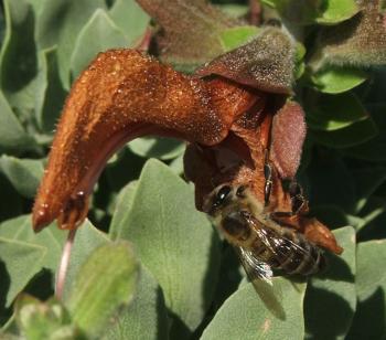 Salvia aurea flowers are not pollinated by bees