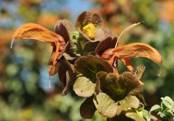 Salvia aurea