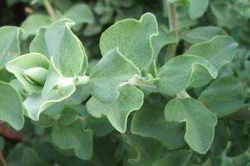 Salvia aurea foliage
