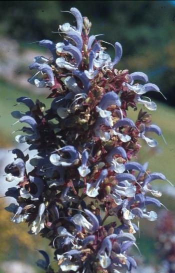 Flowers of salvia chamelaeagnea