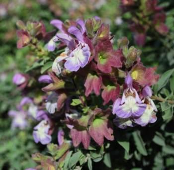 Flowers of Salvia dolomitica