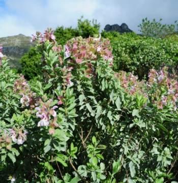 Growing in Kirstenbosch