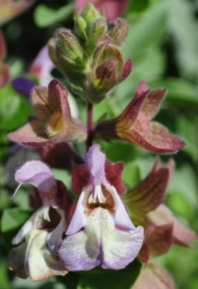 Close up of flowers