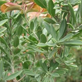 Image of S. lanceolata leaves