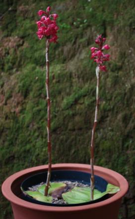 Growing in a pot at Kirstenbosch