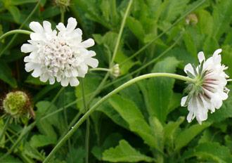 Scabiosa drakensbergensis