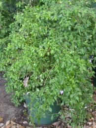 Sclerochiton harveyanus pot plant