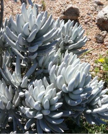 Caputia tomentosa, Gabiesies, Northern Cape