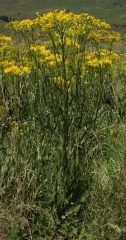 Senecio inornatus