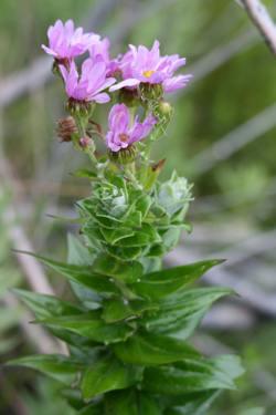  plant in flower