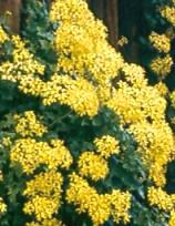 Trusses of flowers