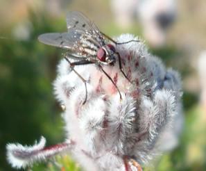 Fly pollinator