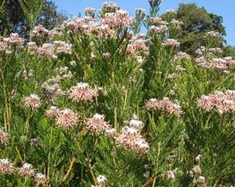 Serruria fucifolia shrub