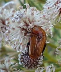 Beetle pollinating Serruria triternata