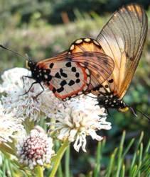 Butterlies pollinating Serruria triternata