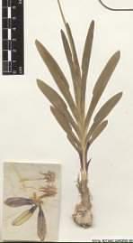 Herbarium specimen