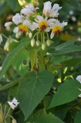 Flowers and leaves