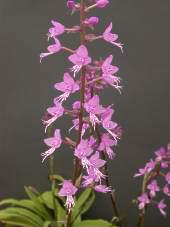 Single flowering stem